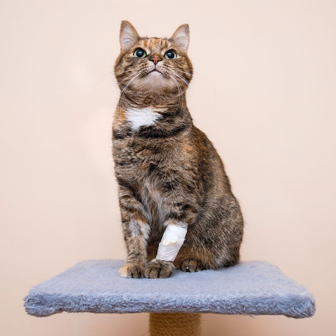 tabby cat with a bandage on its paw