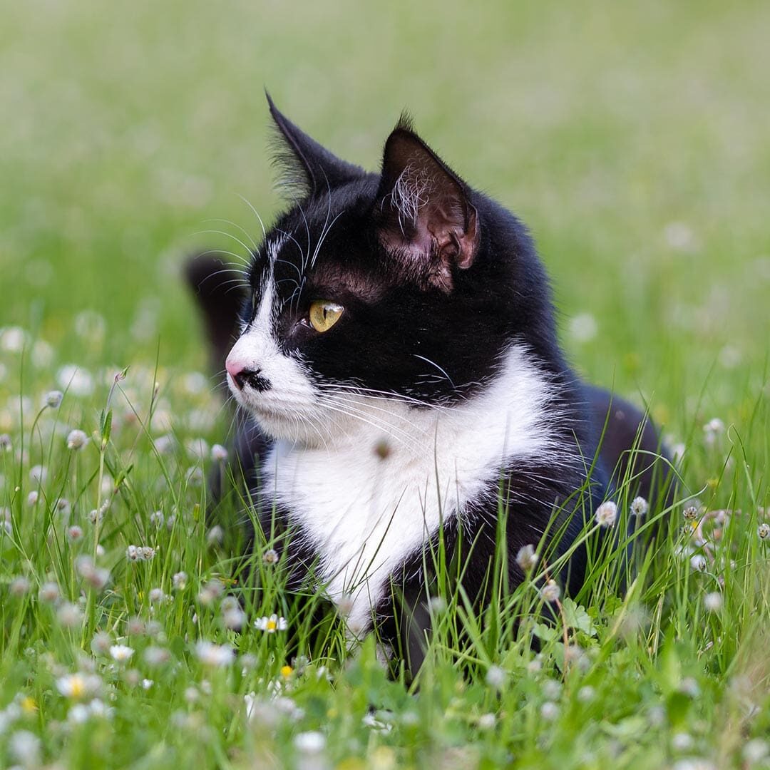 tuxedo cat playing in a field with flowers