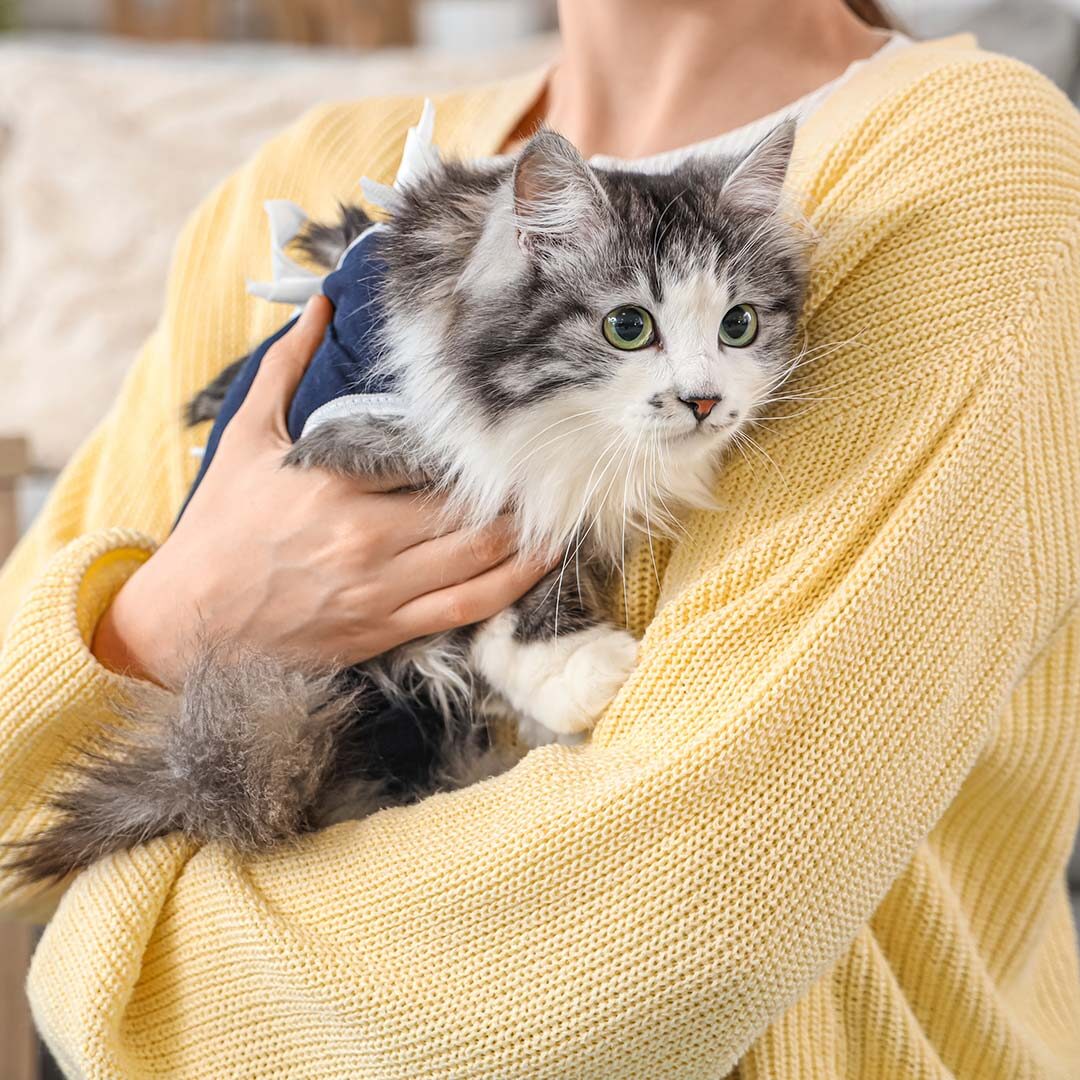 cat wearing a recovery suit after surgery