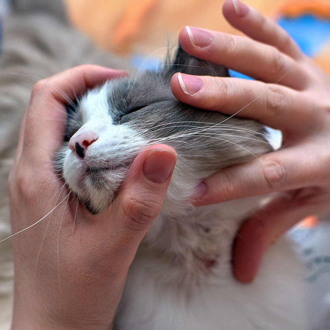 veterinarian checking a cats skin for an allergic reaction