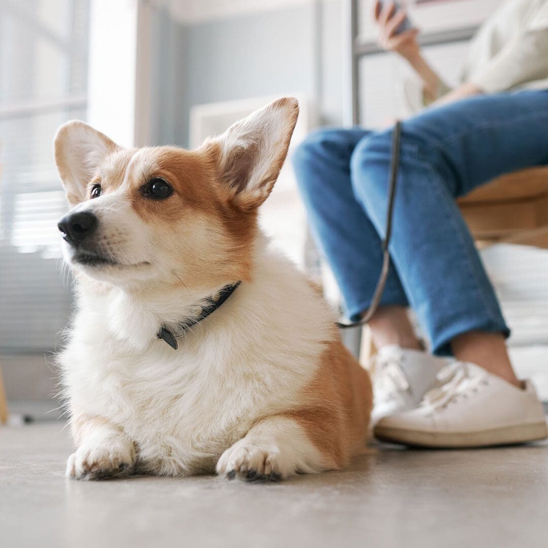 Dog And Owner At The Vet