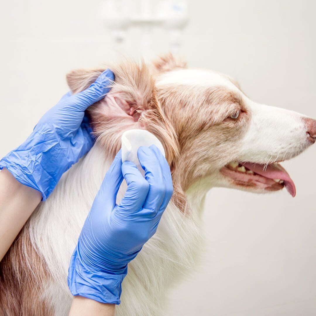 veterinarian checking on a dog's ear
