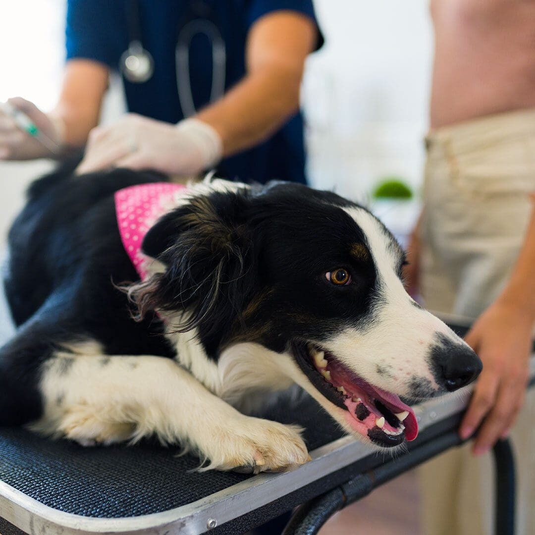 black and white Australian Shepherd getting a vaccine