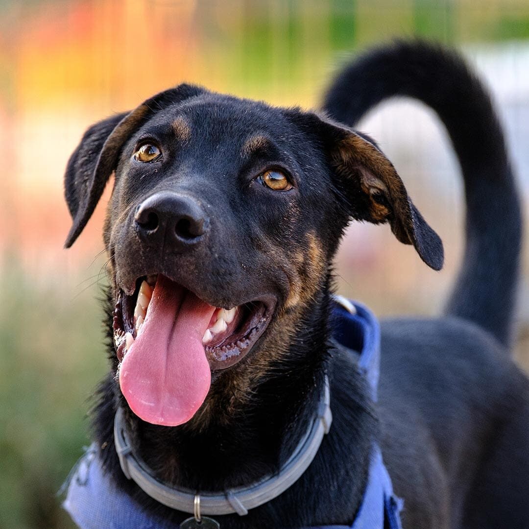 happy black dog wagging its tail