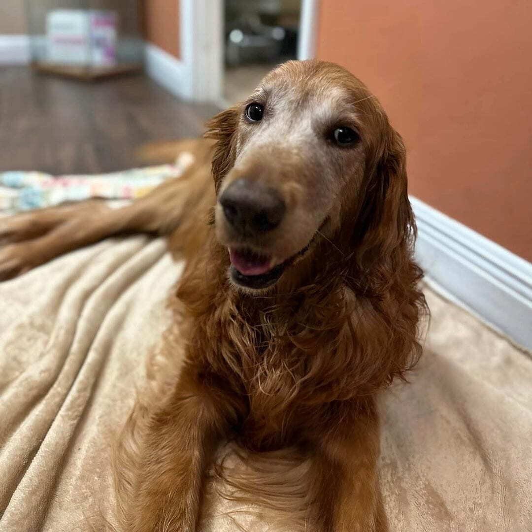 happy senior Golden Retriever laying on the floor